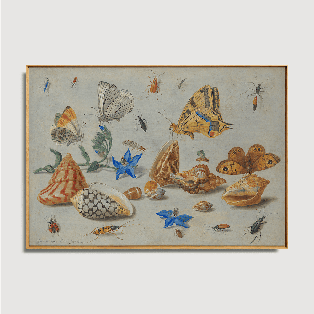 Jan van Kessel - Study of Insects, Flowers and Shells