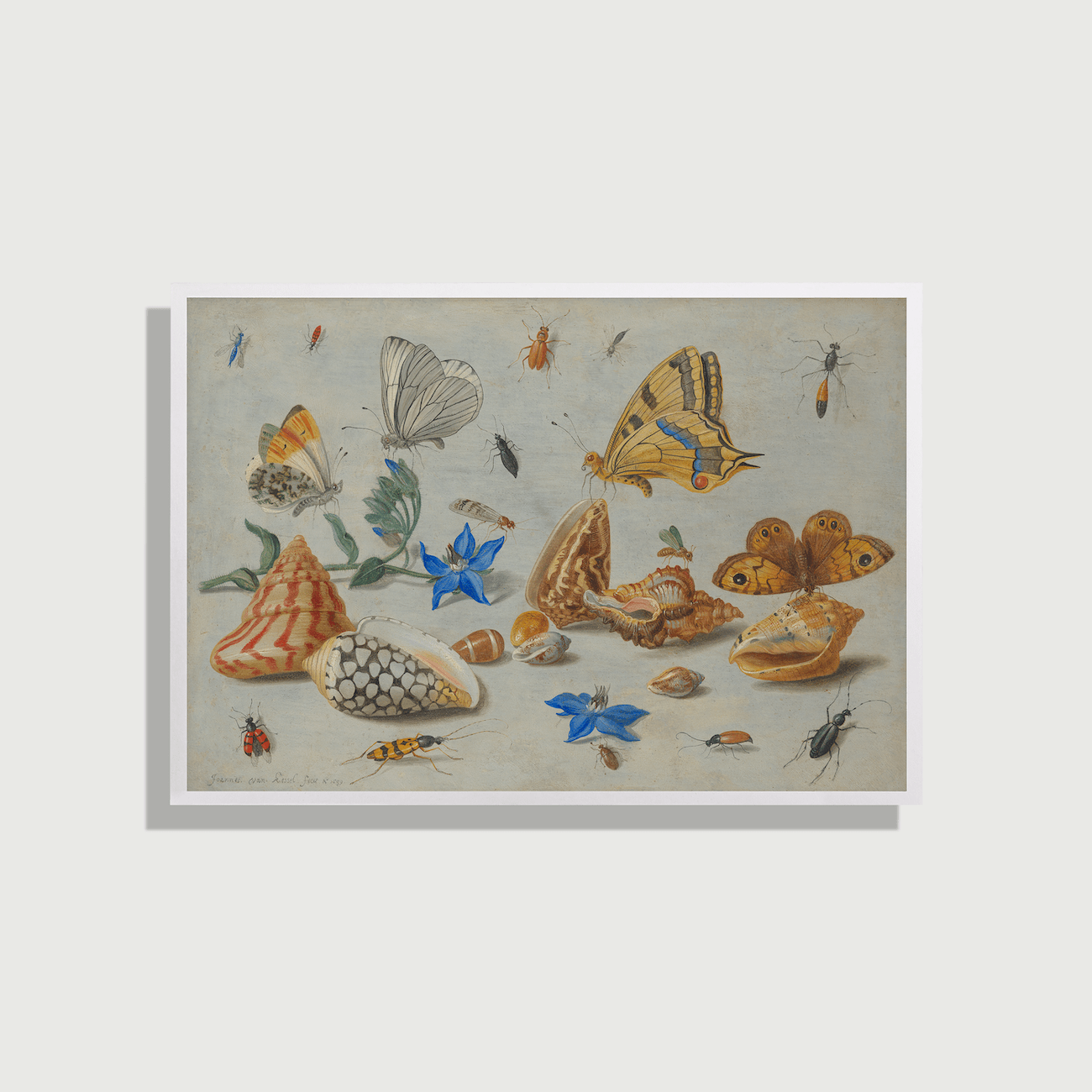 Jan van Kessel - Study of Insects, Flowers and Shells