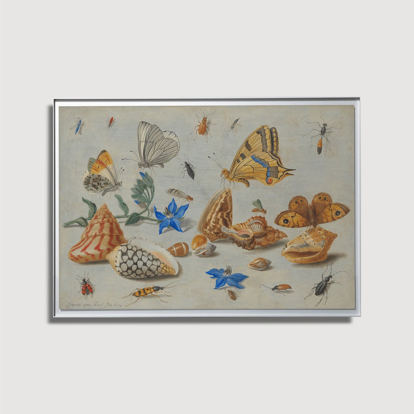 Jan van Kessel - Study of Insects, Flowers and Shells