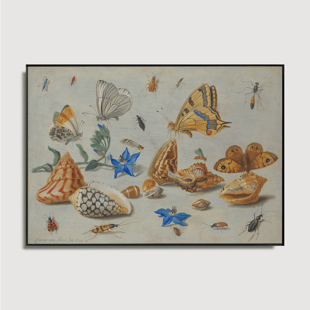 Jan van Kessel - Study of Insects, Flowers and Shells