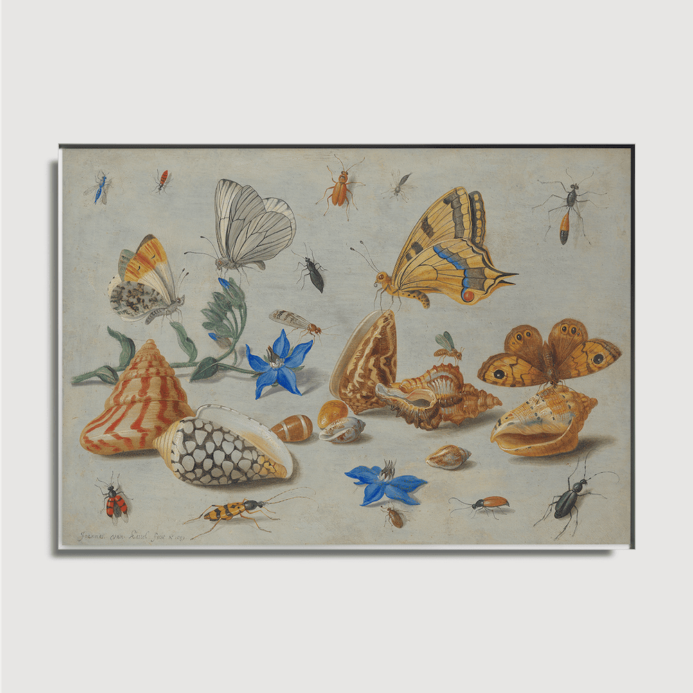 Jan van Kessel - Study of Insects, Flowers and Shells