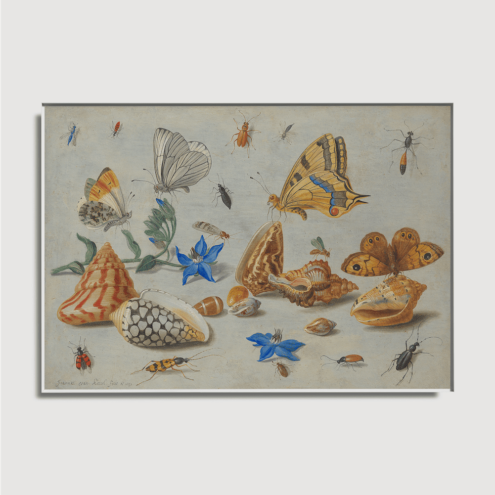 Jan van Kessel - Study of Insects, Flowers and Shells