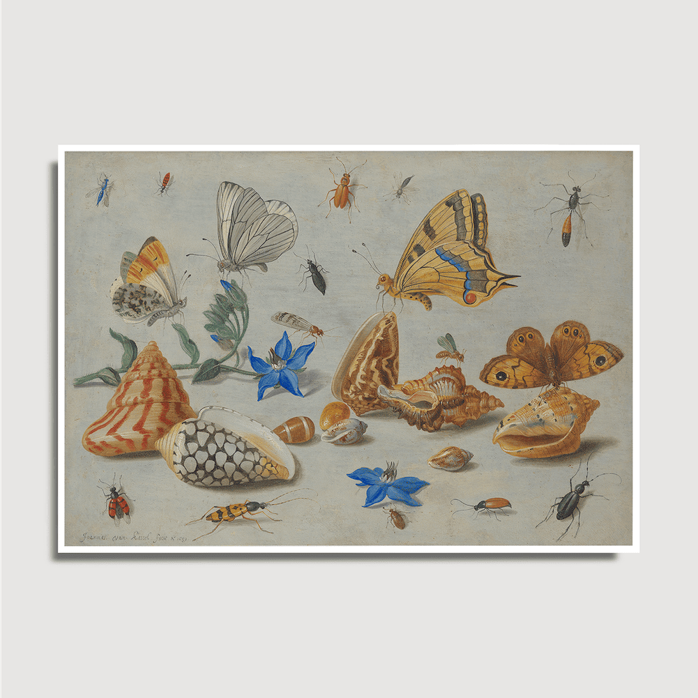Jan van Kessel - Study of Insects, Flowers and Shells