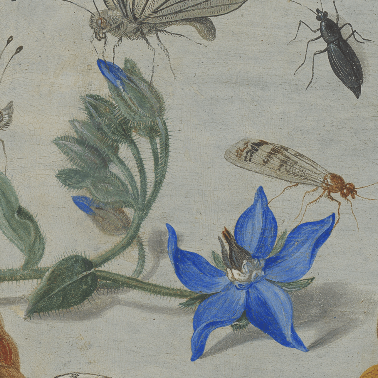 Jan van Kessel - Study of Insects, Flowers and Shells